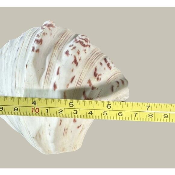 Seashells 2 Large & 2 Smaller Ones Estate Sale Find Very Beautiful - Lot Of 4 - Picture 14 of 16